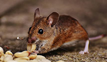 24 Hour & Emergency Exterminators in Joetown, IA